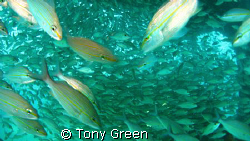 Diving underneath a shoal of grunts on a wreck with sunli... by Tony Green 